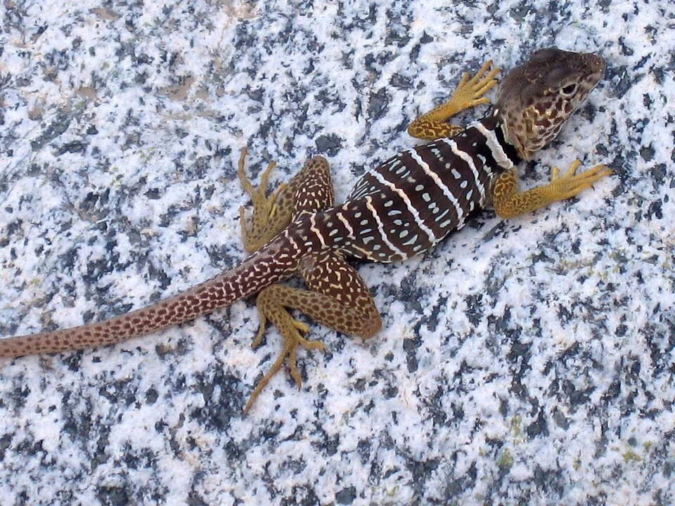 Baja Black-collared Lizard (Crotaphytus vestigium); image from matched species article