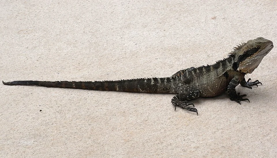 Eastern water dragon (Physignathus lesueurii lesueurii) basking in the sun at the cafe of the Billabong Koala And Aussie Wildlife Park, Port Macquarie, New South Wales, Australia.