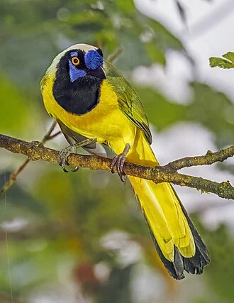Inca jay (Cyanocorax yncas yncas), San Isidro Lodge, Ecuador