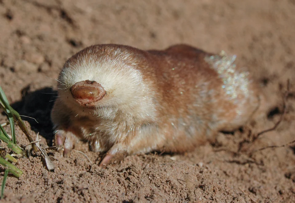 Original description, according to the source, p. 76: "Figure 3.C (Top) The Juliana’s golden mole is one of Africa’s most threatened mammals. Photograph by Craig R. Jackson, CC BY 4.0. [...]" Context in the source, page 74f: "To remedy the dearth in knowledge on two endemic South African golden mole species, we analysed molecular data of individuals collected across the entire distribution range of both Juliana’s golden mole (Neamblysomus julianae, EN) and Hottentot golden mole (Amblysomus hottentotus, LC) (Figure 3.B). In contrast to the widespread Hottentot golden mole, the Juliana’s golden 