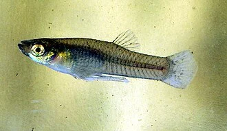 Gambusia affinis(kadayashi)　male 日本語:カダヤシのオス
