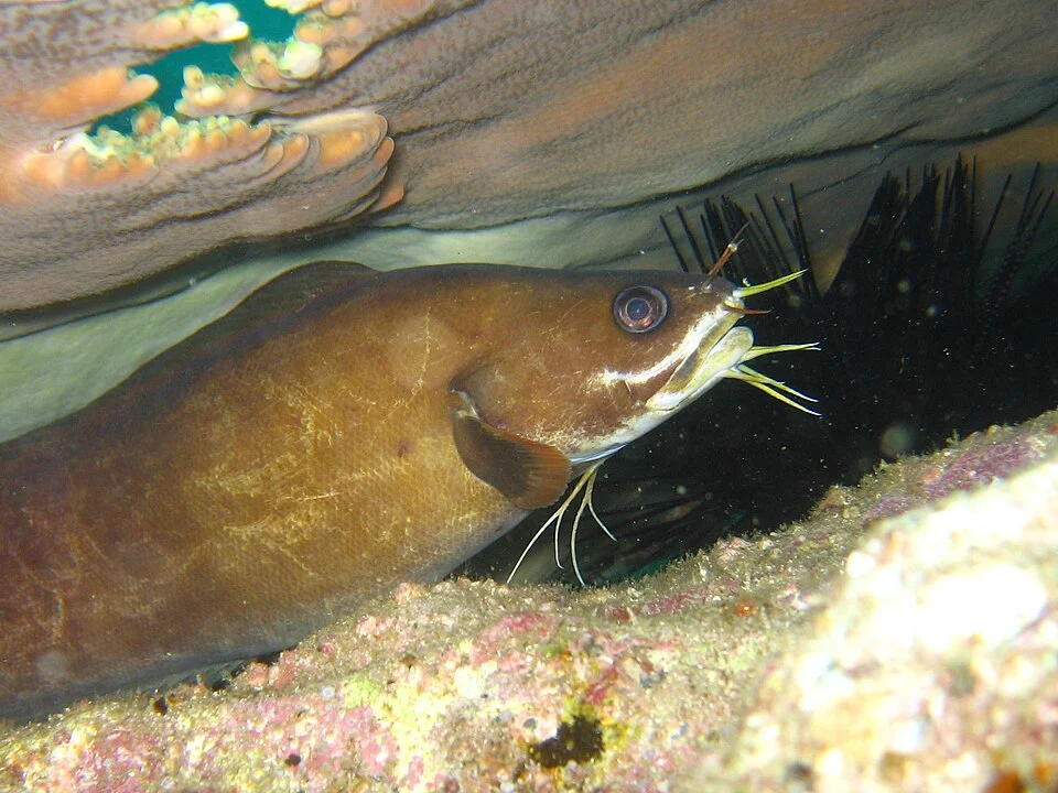 Brotula multibarbata, in Kashiwajima Kohchi-ken(Prefecture), Japan