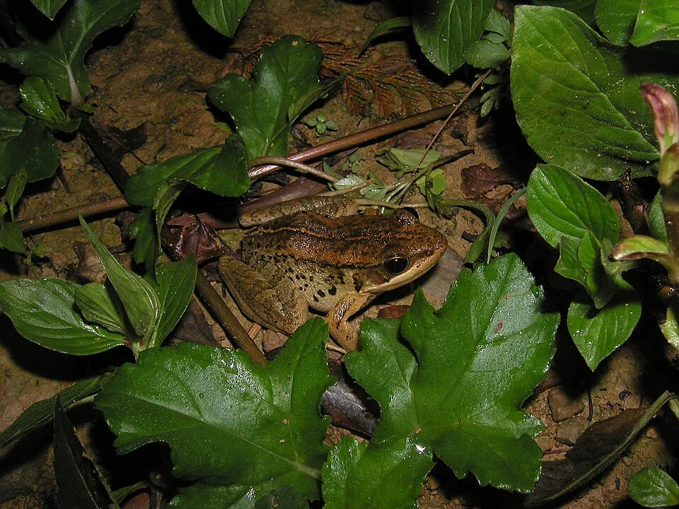 Rana adenopleura