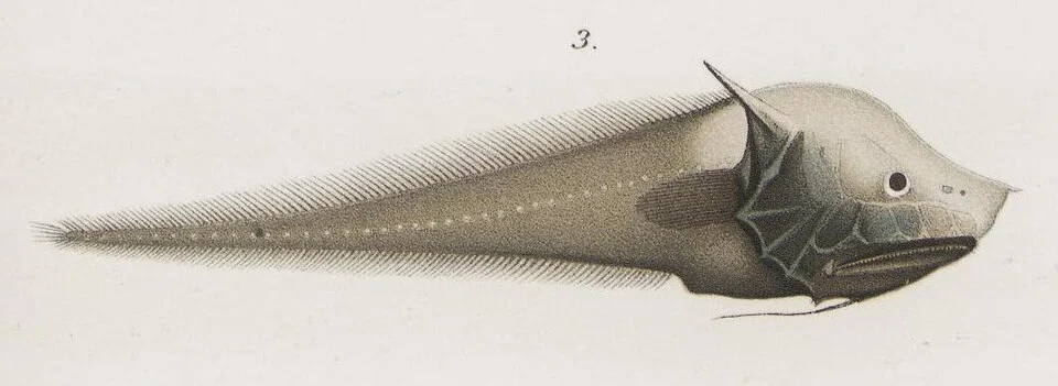Memoirs of the Museum of Comparative Zoölogy, at Harvard College, Cambridge, Mass.
Cambridge [Mass.] :The Museum,1876-1940.
<a href="https://biodiversitylibrary.org/page/28865385" rel="noreferrer nofollow">biodiversitylibrary.org/page/28865385</a>
"Plate F.
Fig. 3. Acanthonus spinifer Garm. Page 170."
https://www.biodiversitylibrary.org/page/30644630

A.M. Westergren, del.