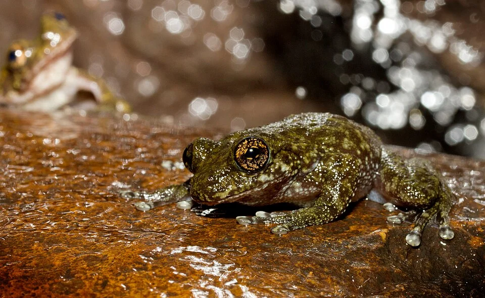 Mosleyia nannotis from Paluma, Queensland