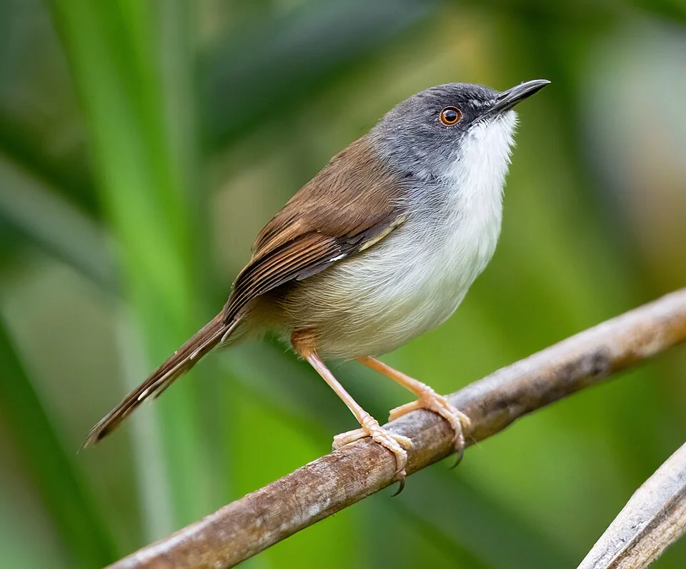 Rufescent Prinia, Cat Tien National Park, Vietnam