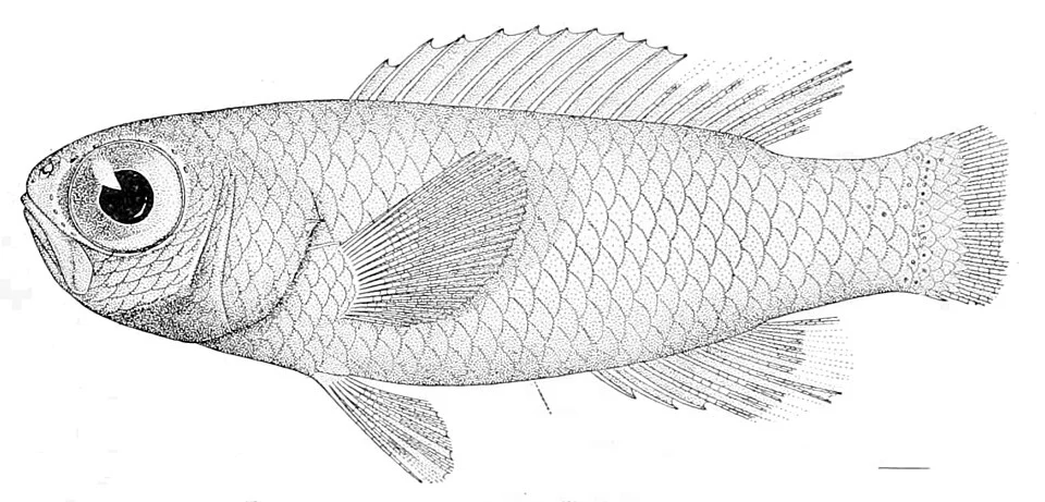 Grammatonotus laysanus