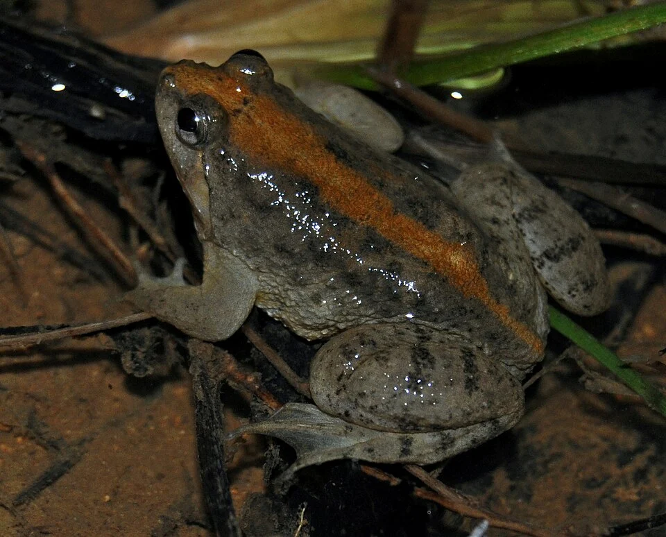Sumatran Puddle-frog (Occidozyga sumatrana) at paddyfield.  From Bogor, West Java, Indonesia.