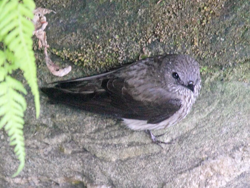 Mascarene Martin (Phedina borbonica) - Ranomafana, Madagascar