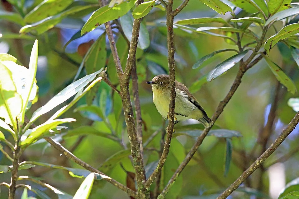 Acanthiza murina, Wamena, Papua, Indonesia, 2015-08-10 (iNaturalist).