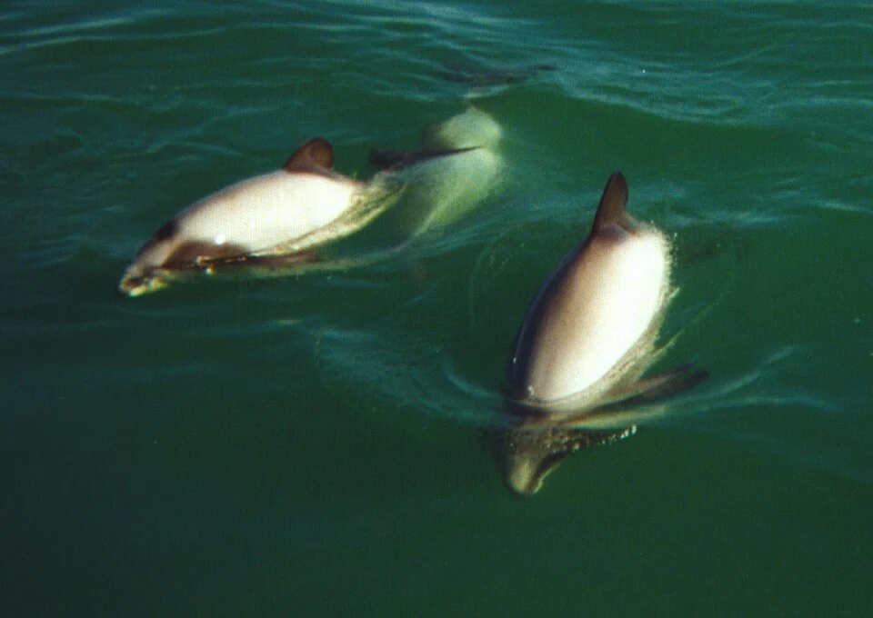Hector's Dolphins at Porpoise Bay. This was scanned from a print, and the water appears darker than it should be.