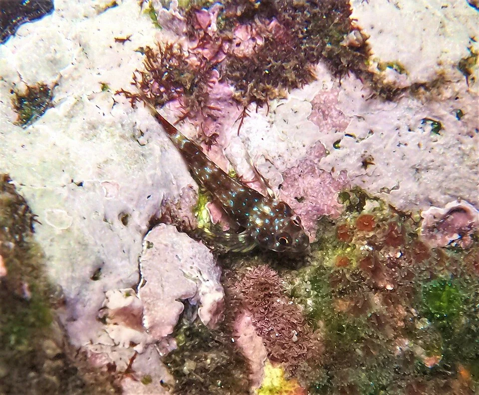 Panama Triplefin (Axoclinus lucillae)