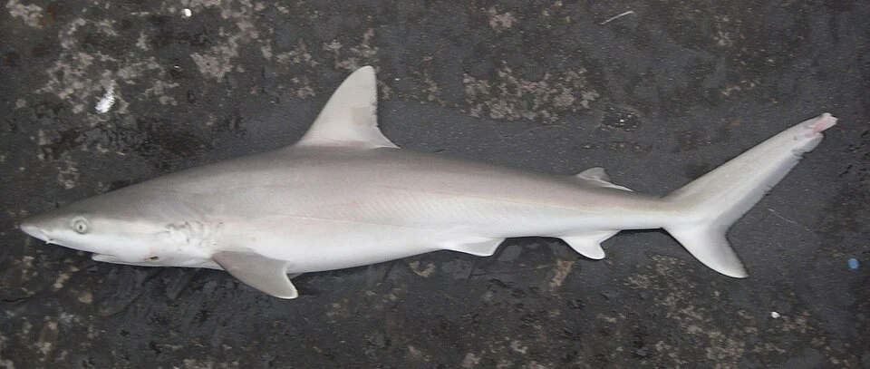 Blacknose shark (Carcharhinus acronotus) from the Gulf of Mexico (cropped from original)