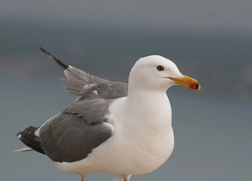 en:Armenian Gull standing at en:Sevan Lake