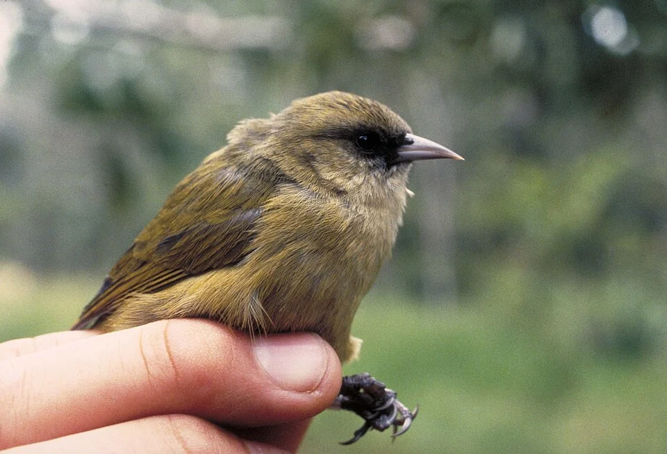 Hawai'i Creeper (Oreomystis mana), Kulani Forest, HI, USA. 1992.
