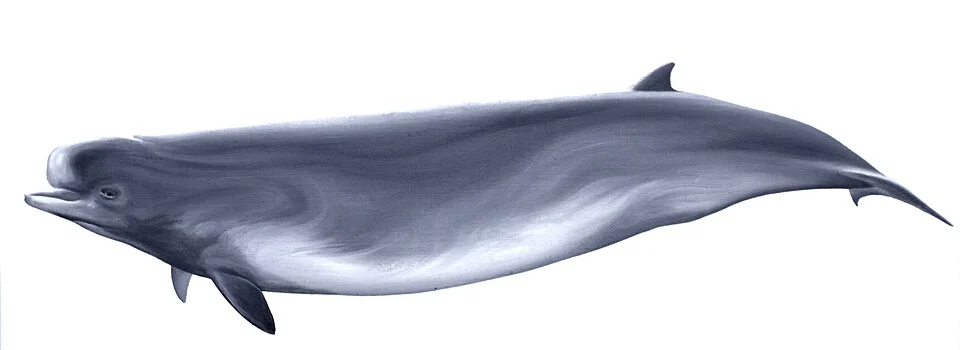 Hyperoodon planifrons (Southern bottlenose whale), oil on paper