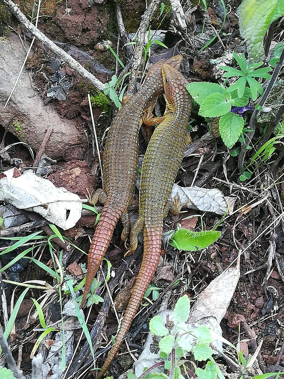 Northern Imbricate Alligator Lizard (Barisia ciliaris) in Mexico