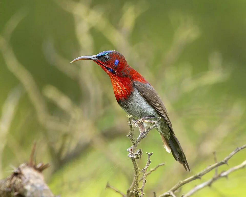 Vigors's Sunbird (Aethopyga vigorsii, Nectariniidae, Passeriformes) male in Mahabaleshwar, Maharashtra, India.