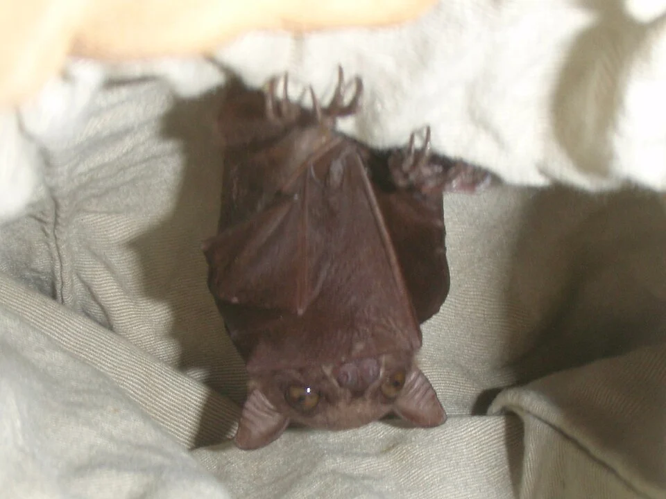 East African Collared Fruit Bat (Myonycteris relicta). Species of mammal.