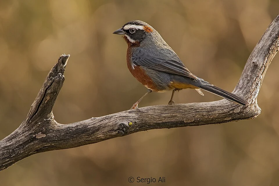 Black-and-chestnut Watbling Finch; San Luis, Argentina