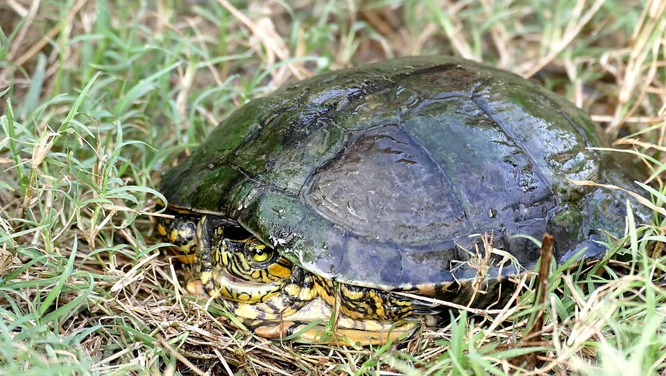 Captive specimen, French Guyana, FRANCE
