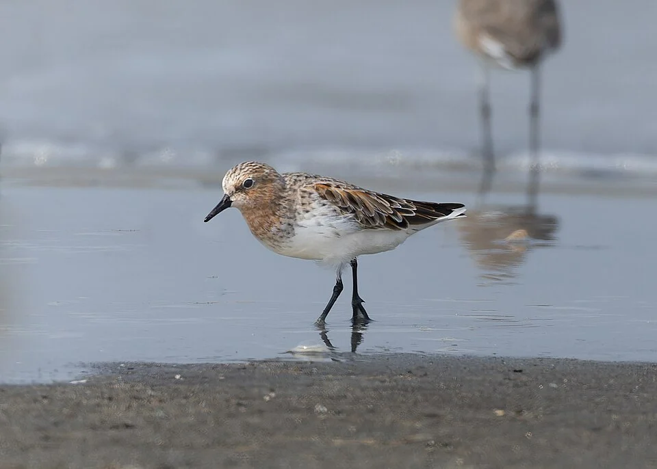 Red-necked Stint (Calidris ruficollis, Scolopacidae, Charadriiformes) in Bakkhali, West Bengal, India.