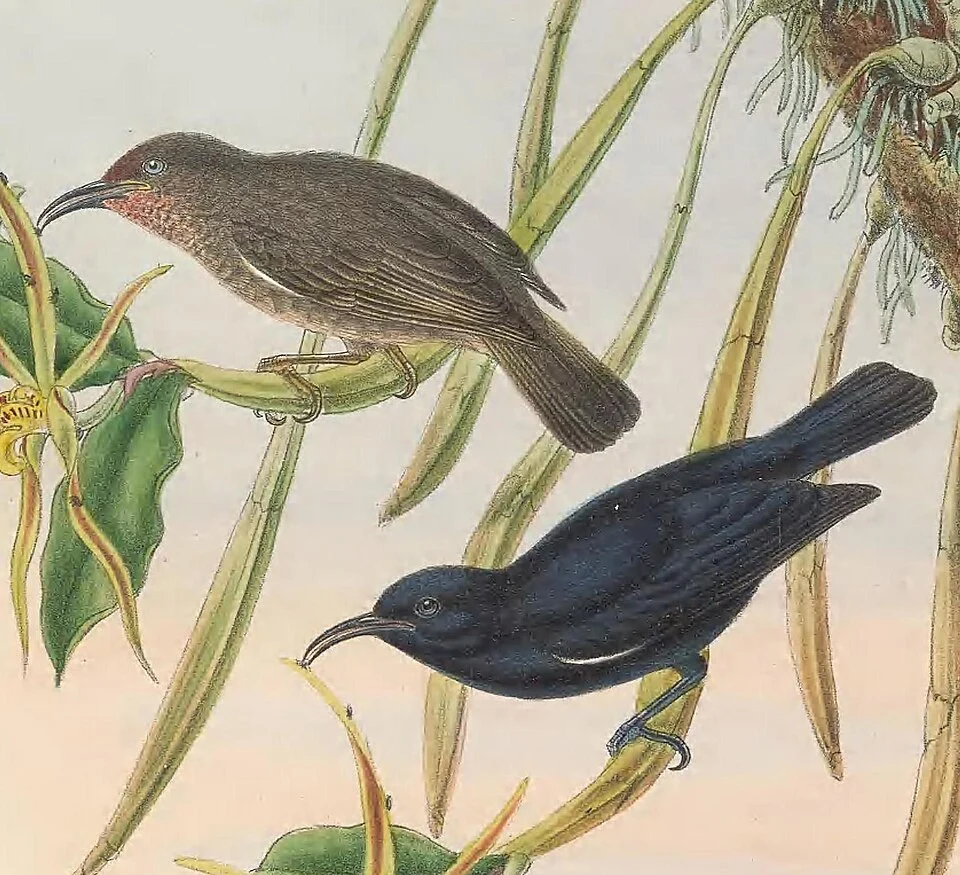 Myzomela nigrita in The birds of New Guinea and the adjacent Papuan islands, including many new species recently discovered in Australia. v.3. (Plate 72)