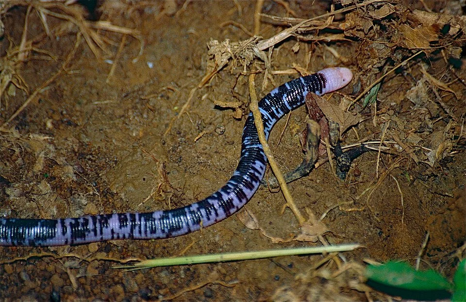 Saül, Guyane, FRANCE

Scanned Slide from 2000