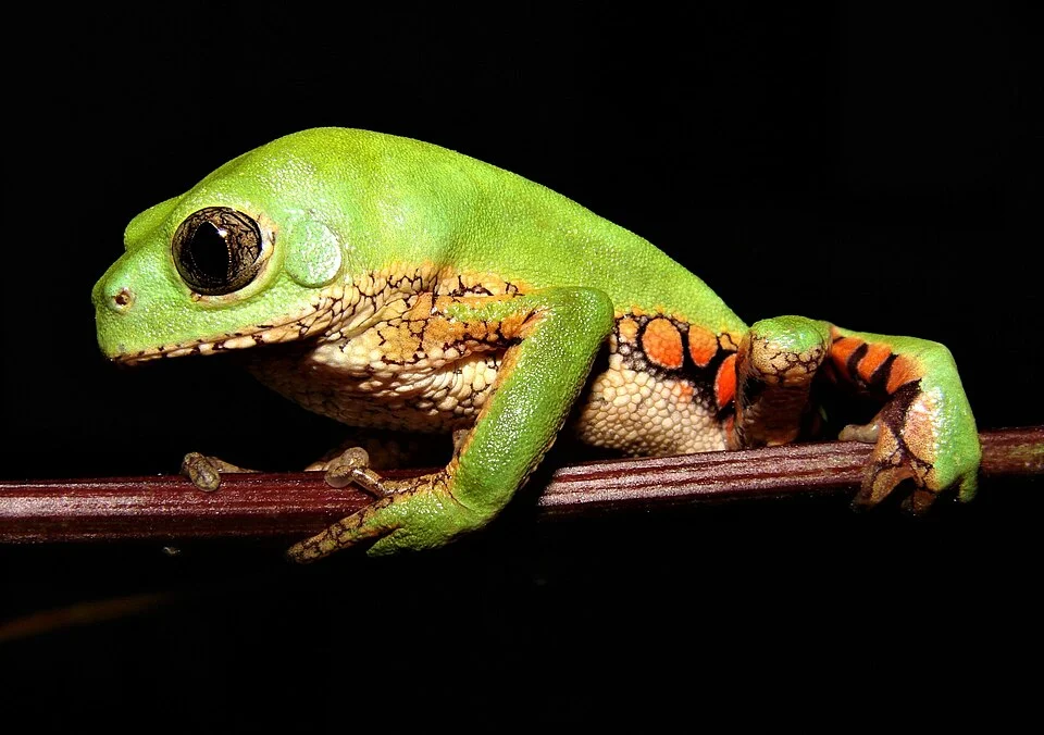 Photo of Reticulate Leaf Frog uploaded from iNaturalist.