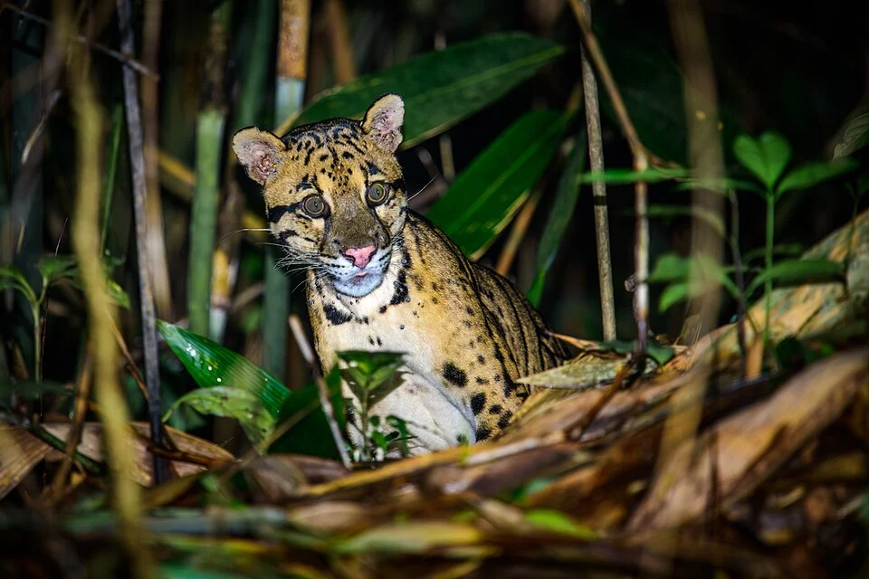 Clouded leopard Neofelis nebulosa from Kaeng Krachan National Park, Thailand