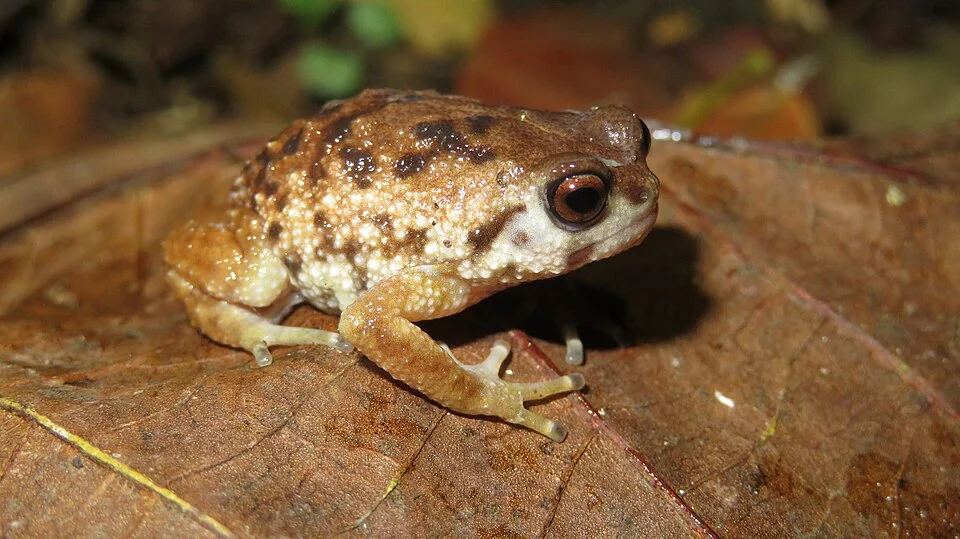 Photo of Mazumbai Warty Frog uploaded from iNaturalist.
