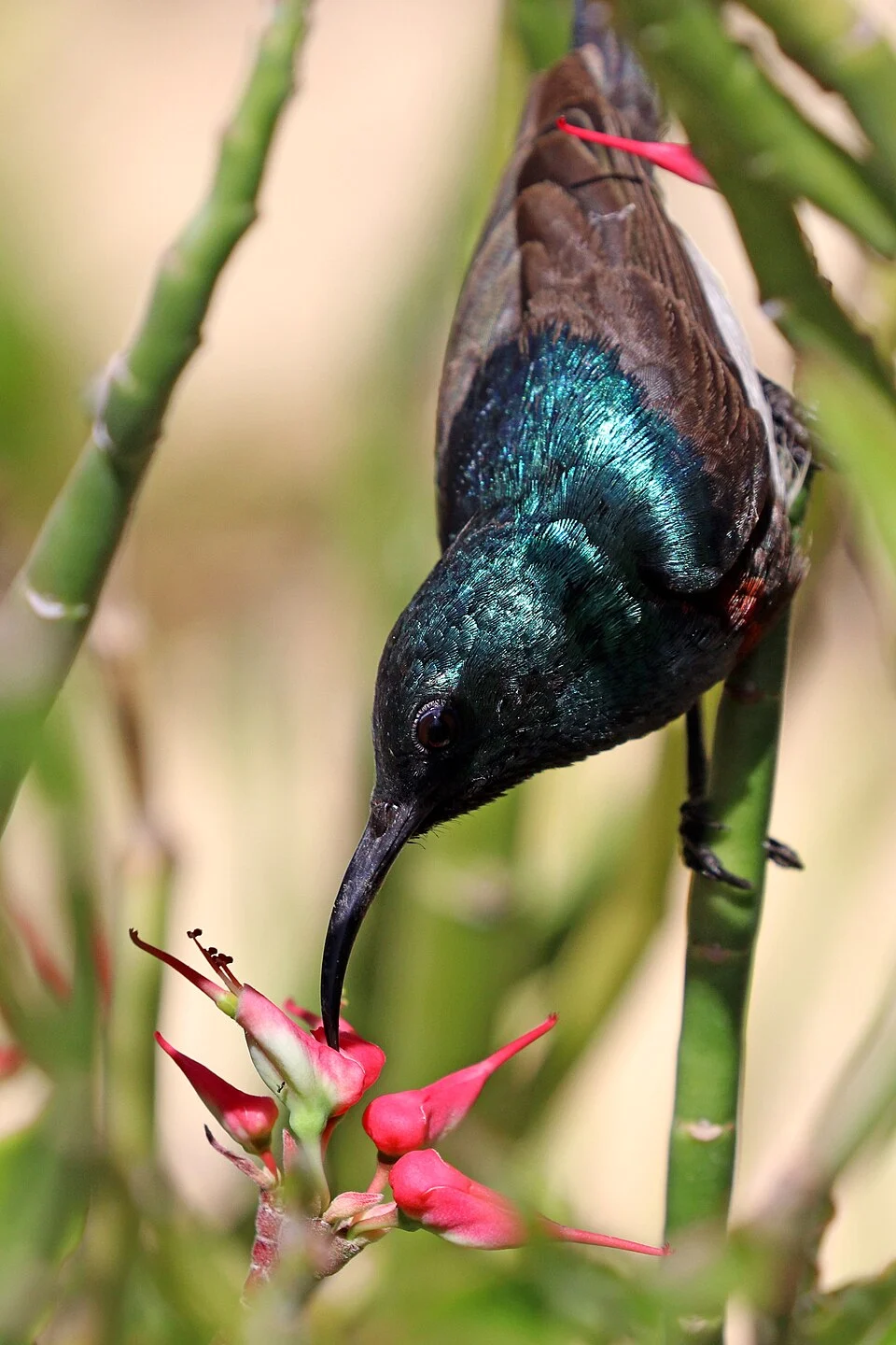 Souimanga sunbird (Cinnyris sovimanga apolis) male, Toliara, Madagascar