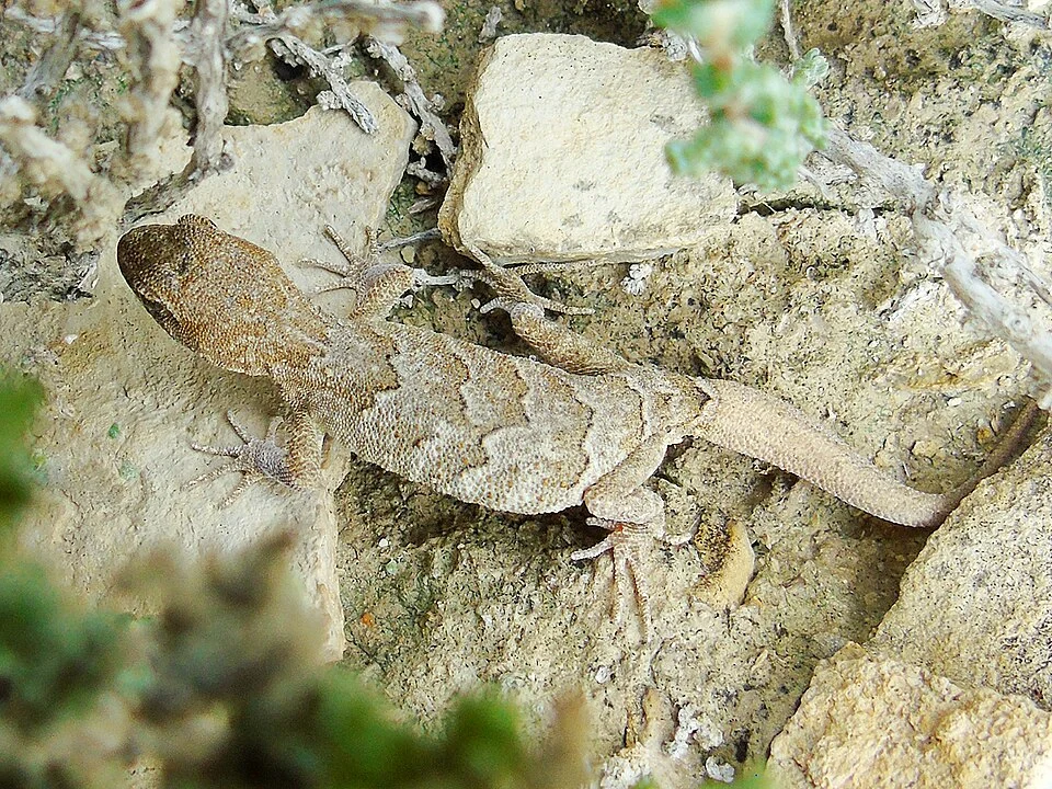 Kirghizia even-fingered gecko is an endemic gecko species, found only in the central part of the Tien-Shan Mountains, Kyrgyzstan