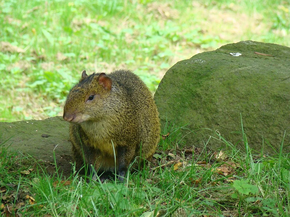 An agouti (Dasyprocta azarae) in Edinburgh Zoo