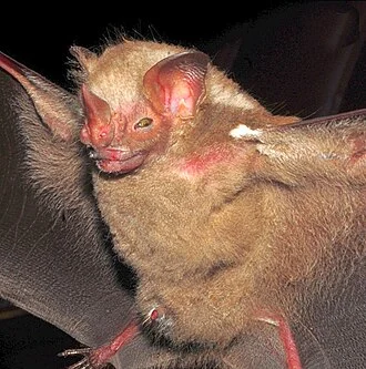 Figures 18–29; Bat species captured in Carlos Botelho State Park, São Paulo state, Brazil: Pygoderma bilabiatum.