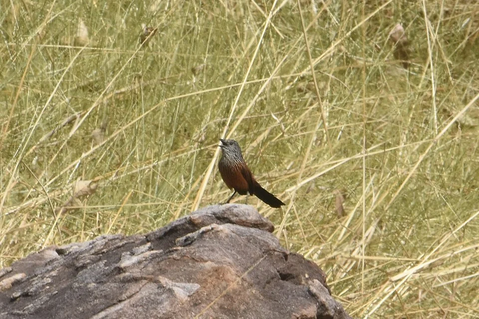 Amytornis housei, Wyndham-East Kimberley, AU-WA, AU, 2024-07-09 (iNaturalist).