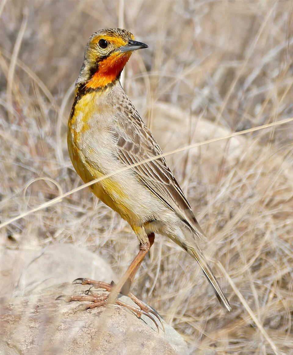 Link Road, Mountain Zebra NP, Eastern Cape, SOUTH AFRICA