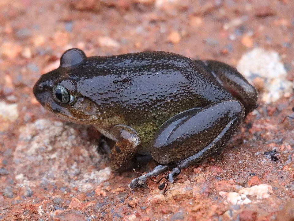 Western Night Frog (Astylosternus occidentalis). Species of amphibian.