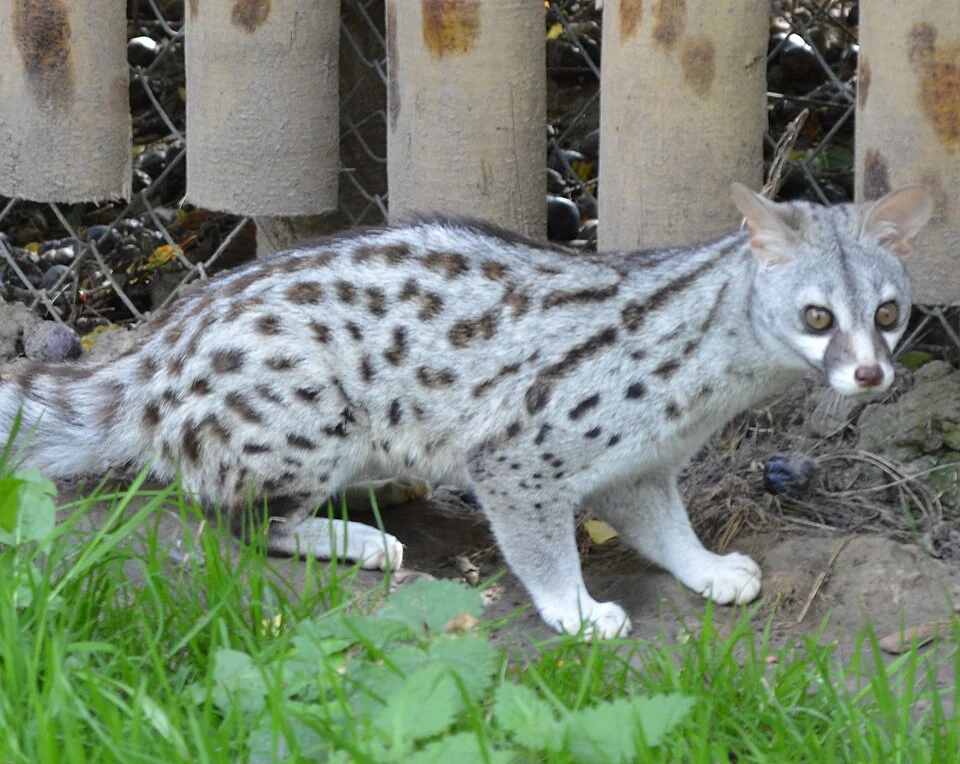Pardine Genet taken at Wingham Wildlife Park