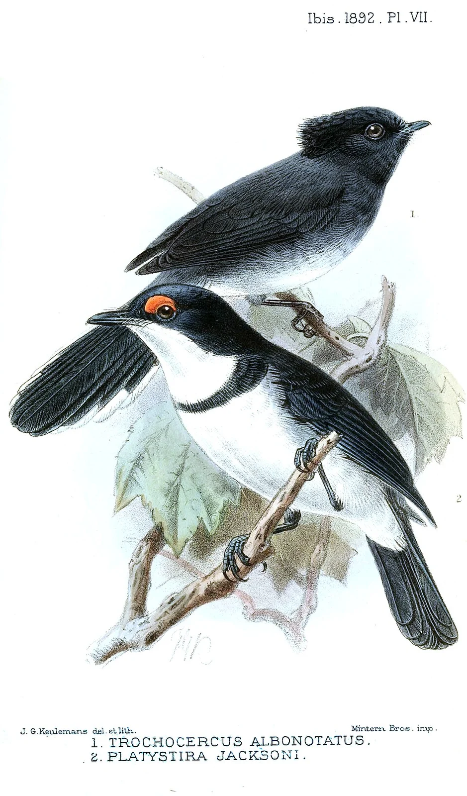 Trochocercus albonotatus (=Elminia albonotata ) & Platystira jacksoni (=Platysteira peltata jacksoni)