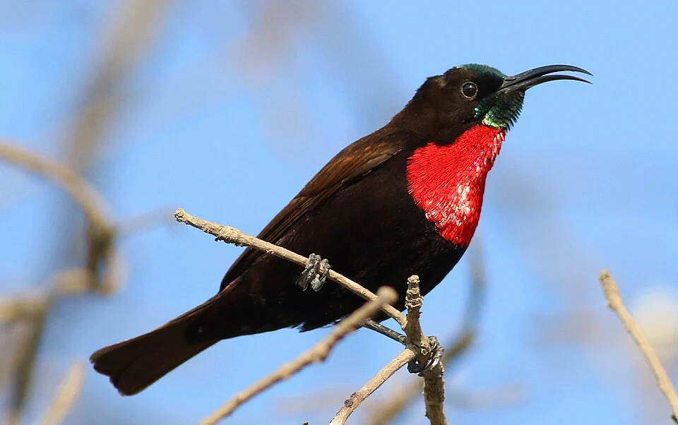 Scarlet-chested sunbird, Chalcomitra senegalensis, at Lake Chivero, Harare, Zimbabwe - male