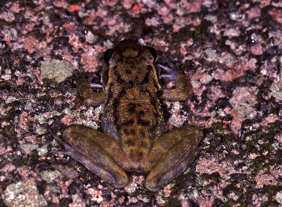 Parker's Water Frog (Petropedetes parkeri). Species of amphibian.