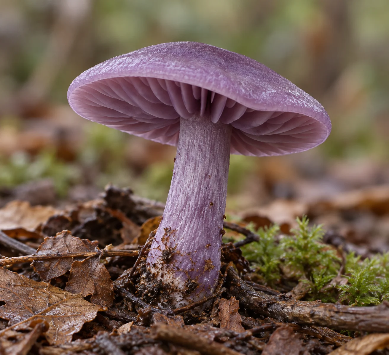 Amethyst deceiver fruiting body