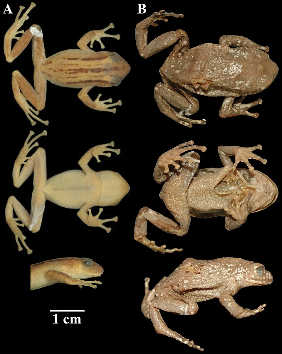 Figure 23; Preserved holotypes of Pristimantis phoxocephalus and P. riveti. Dorsal, ventral and lateral views of: A Pristimantis phoxocephalus (KU 142075) B Pristimantis riveti (MNHNP 1902.357). Shown at the same scale.