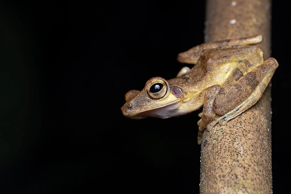 Nicobarese tree frog (Polypedates insularis) from Great Nicobar