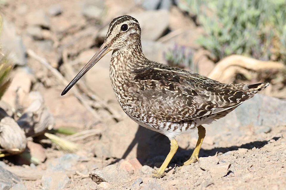 Magellanic Snipe (Gallinago magellanica), Argentina, Las Lenas