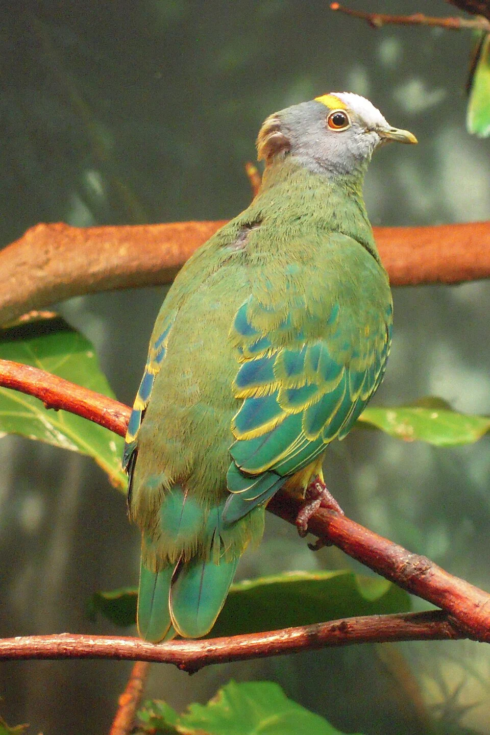 Coroneted Fruit-dove (also known as the Lilac Capped Fruit Dove) at Central Park Zoo, USA.