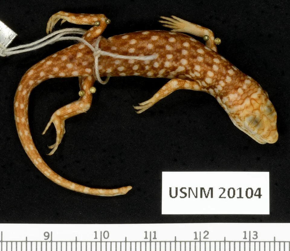 Specimen of Trachylepis brevicollis displayed in dorsal view. Collected from the Tana River, Coast Province, Kenya, Africa.  Information provided with the permission of the National Museum of Natural History, Smithsonian Institution, 10th and Constitution Ave. N.W., Washington, DC 20560-0193.