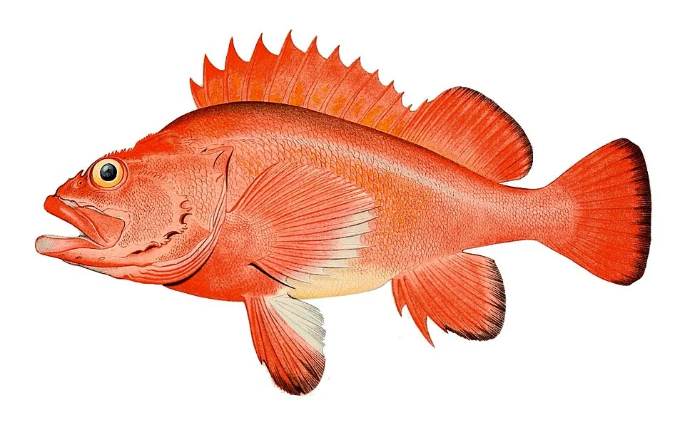 Rougheye rockfish Sebastes aleutianus