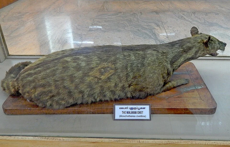 Malabar large-spotted civet (Viverra civettina) stuffed specimen at Egmore Museum, Govt. Museum Chennai.